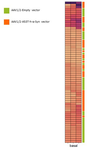 Heatmap comparing AAV1/2 vectors, showing gene expression levels.