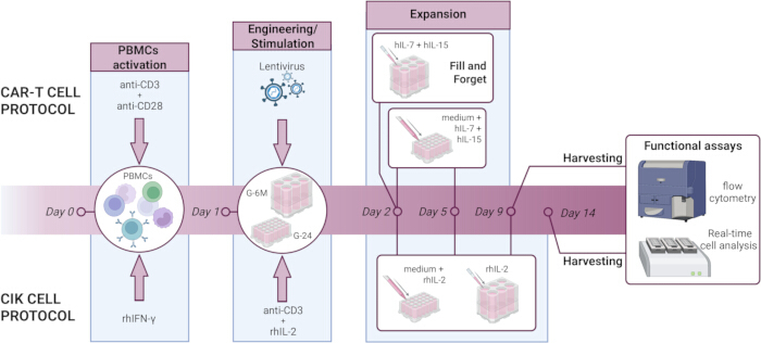 CAR-T and CIK cell protocols diagram showing PBMCs activation, lentivirus engineering, cell expansion.