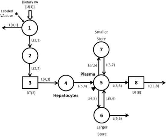 Vitamin A metabolism diagram, showing hepatic and plasma pathways, labeled VA dose, directional flow.