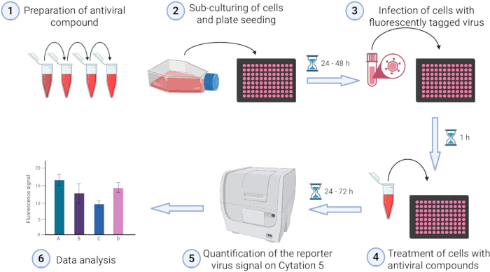 figure-results-1 Antiviral screening process; cell culture, viral infection, compound treatment; data analysis chart.