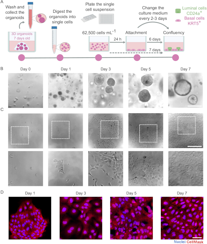 Organoid to single cell suspension process, microscopy images of cell growth, luminal and basal cells.