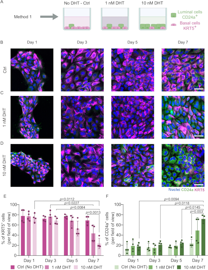 DHT effects on cell differentiation; immunofluorescence; KRT5, CD24a markers; bar charts with p-values.