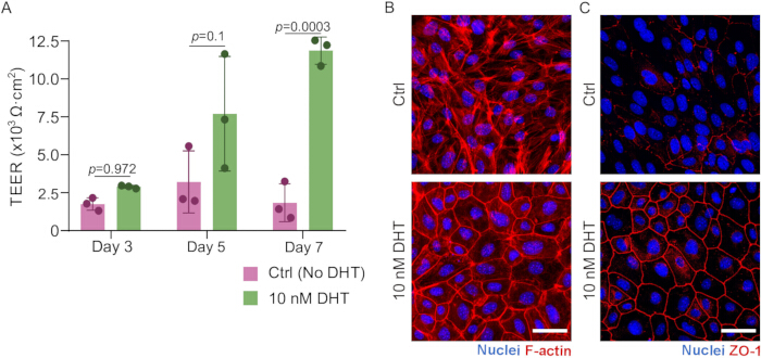 TEER analysis diagram, microscopy images showing F-actin, ZO-1 expression in DHT-treated cells.