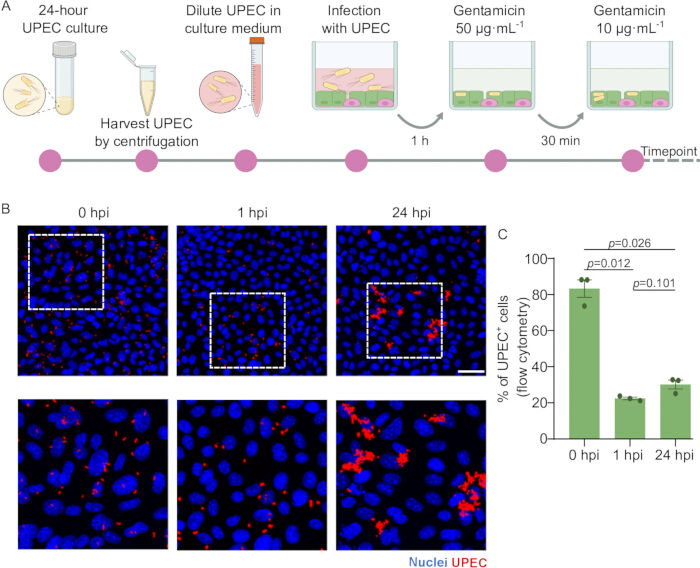 UPEC culture infection process; microscopy images (nuclei/UPEC), flow cytometry results graph.