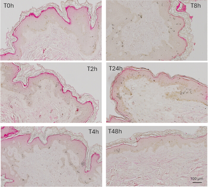 Histology analysis, tissue regeneration over time, microscope images T0h-T48h, cellular structure.