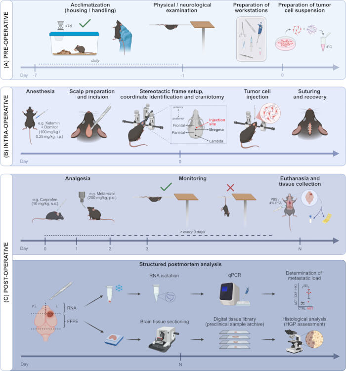 figure-results-1 Preclinical cancer study timeline; stereotactic surgery; RNA isolation, qPCR, histological analysis.