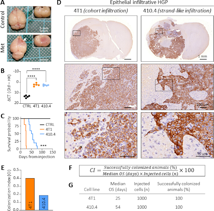 figure-results-2 Tumor metastasis study; survival curves, histology images, data charts; cancer progression analysis.