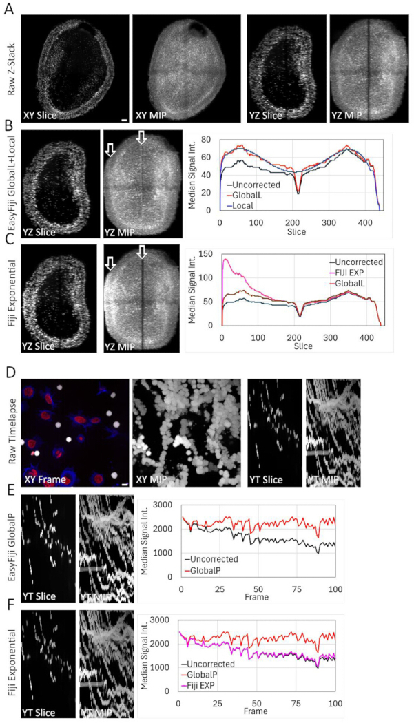 figure-results-5 Microscopy image stacks and signal intensity graphs analyzing median signal across XY, YZ slices.
