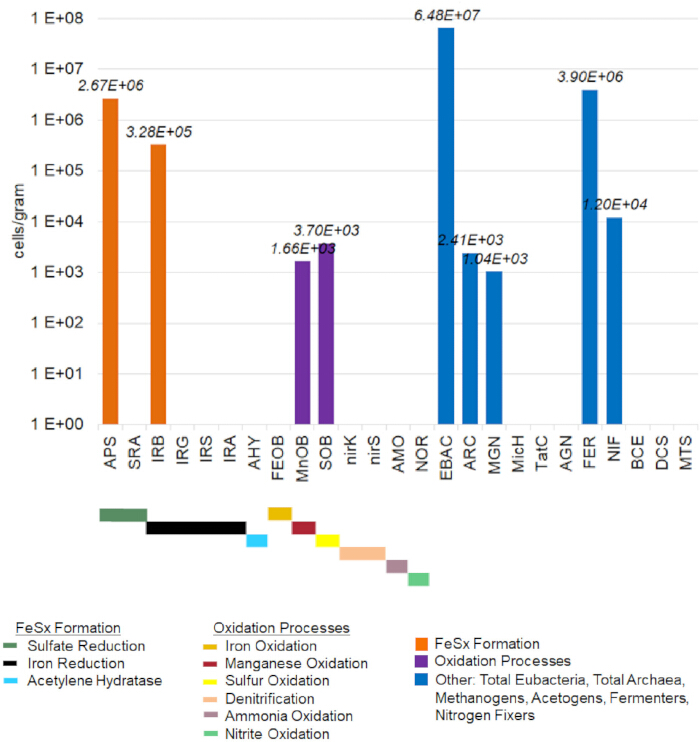 Bar chart showing microbial processes in sediment; sulfate reduction, iron oxidation, ammonia oxidation.