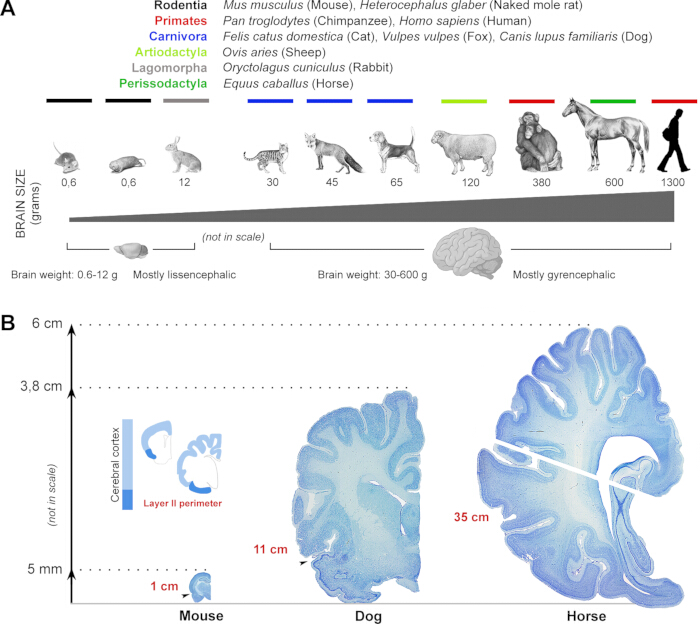 figure-introduction-1 Brain size evolution chart and cerebral cortex diagrams; mammalian species comparison; lissencephalic vs. gyrencephalic brains.