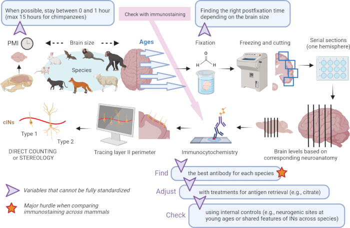 Immunostaining workflow diagram with species-specific antibody selection, fixation, sectioning, analysis.