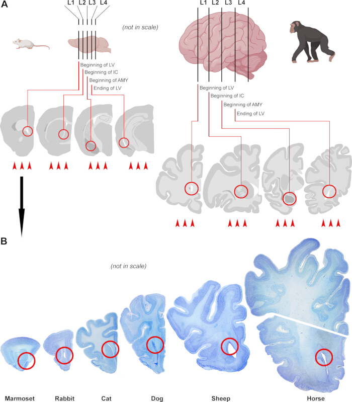Brain section comparison diagram; primate and mammal anatomical analysis visualization.