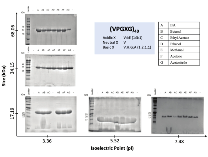 figure-results-1 Protein separation via isoelectric focusing; electrophoresis results; size vs pI; solvent impact.