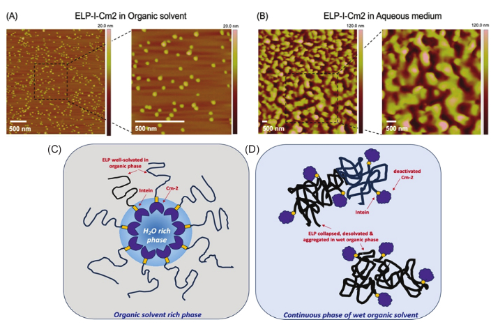 figure-results-2 Atomic force microscopy analysis of ELP-I-Cm2 phase behavior in solvents; diagrams show phase transitions.