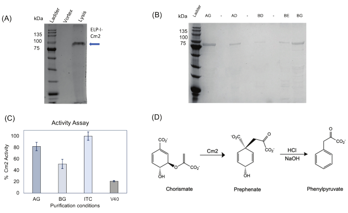 figure-results-3 Protein gel electrophoresis, Cm2 activity assay, chemical reaction diagram; purification conditions.