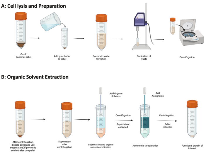 figure-results-4 Cell lysis diagram: E. coli preparation, sonication, centrifugation; solvent extraction process.