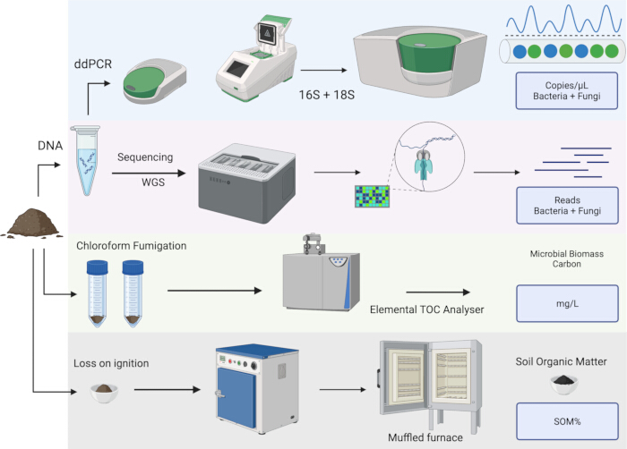 figure-results-1 Soil analysis diagram: ddPCR, DNA sequencing, microbial biomass, soil organic matter quantification.