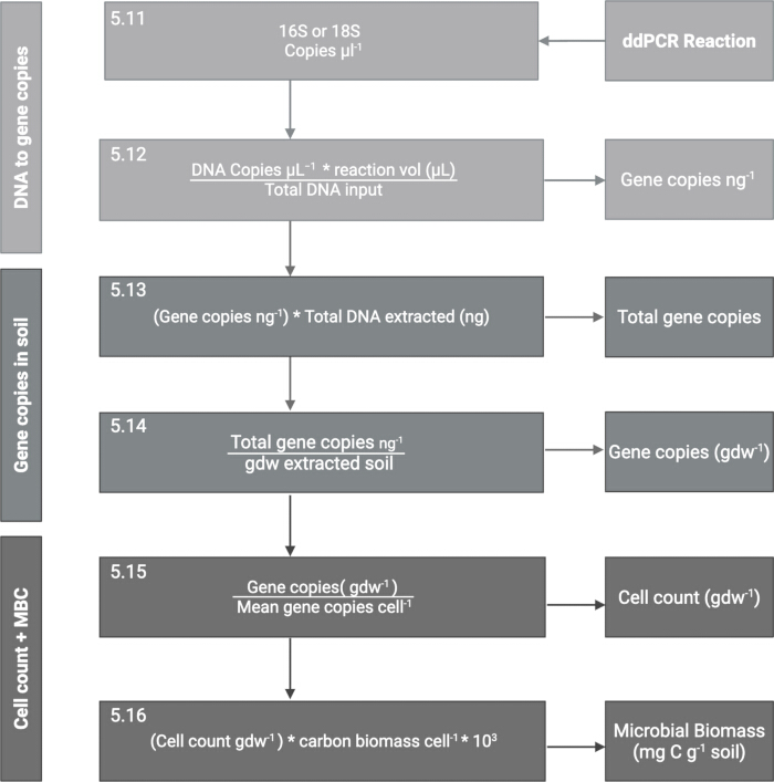 figure-results-2 DNA to gene copies calculation flowchart; ddPCR method; total gene copies, microbial biomass.