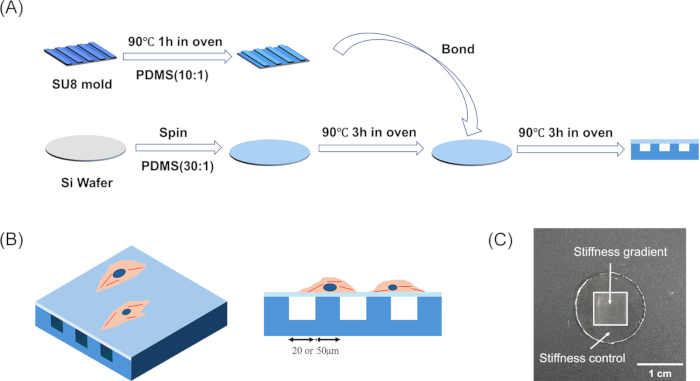 figure-results-1 PDMS microfabrication process for stiffness control, featuring molds and cell alignment on 3D substrates.