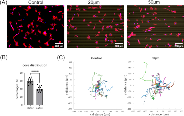 figure-results-5 Cell motility analysis with fluorescence imaging; diagram shows distance graphs and core stiffness data.