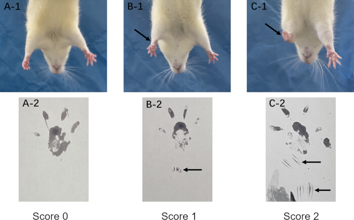 Rat grip test images; paw prints indicate grip strength; analysis scores: 0, 1, and 2.