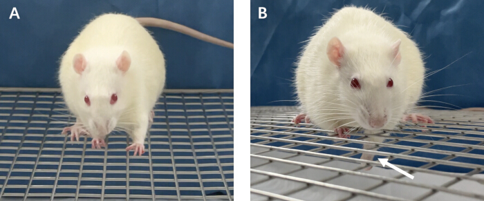 Laboratory rat experiment setup: behavioral observation on wire grid surface.