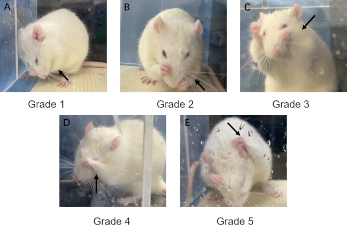 Rodent grading experiment diagram; stages 1-5 behavior analysis; animal study results.
