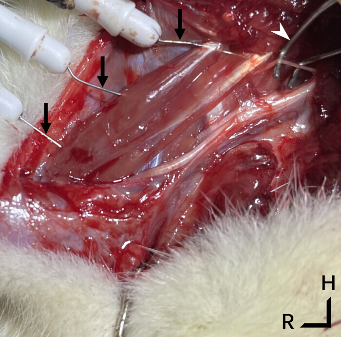 Surgical dissection of muscle fibers in laboratory rat, experimental setup, electrodes marked.