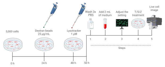 figure-results-1 Cell culture incubation timeline with Dextran beads and Lysotracker, live cell imaging steps diagram.