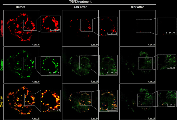 figure-results-3 Cellular uptake analysis, Lysotracker and Dextran confocal microscopy: protein colocalization over time.