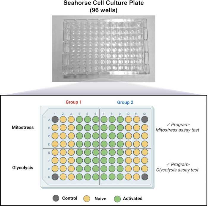 Seahorse cell culture plate diagram; mitostress and glycolysis assay setup with 96 wells.