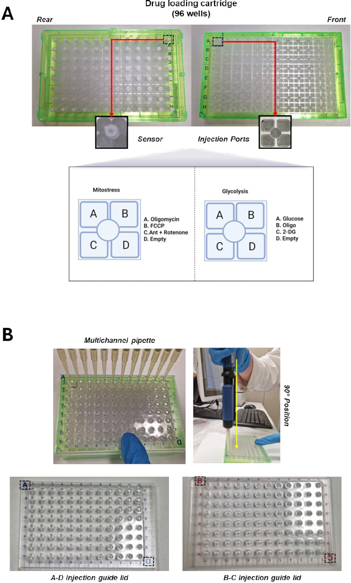 Drug cartridge setup with 96 wells and multichannel pipette for mitostress, glycolysis assays.