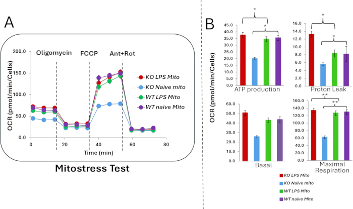 Mitostress test graph showing OCR changes over time; bar charts display ATP, proton leak, respiration.
