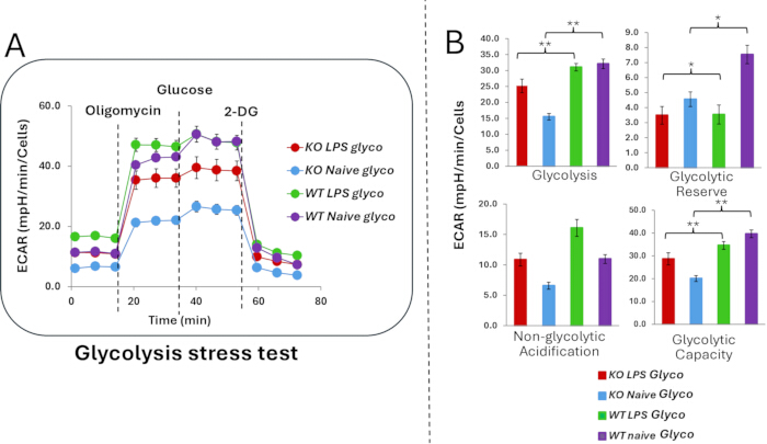 Glycolysis stress test graph; ECAR vs. time; bar charts on glycolytic metrics; metabolic analysis.