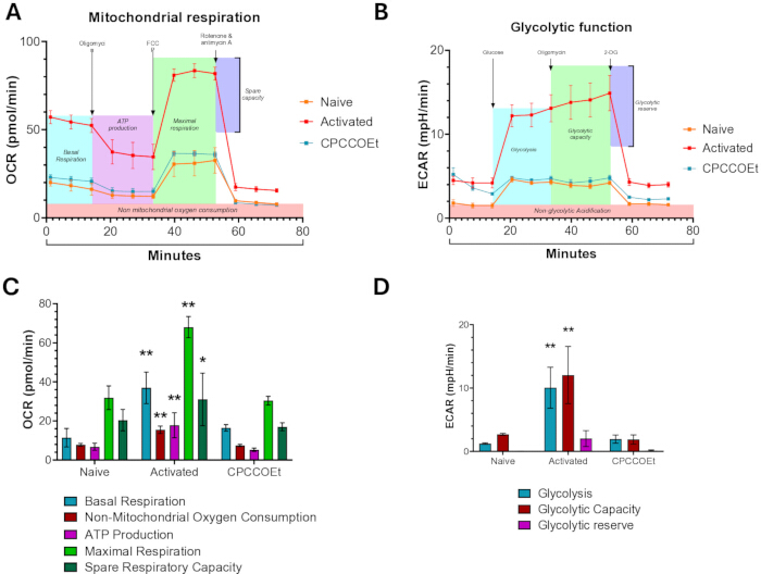 Mitochondrial respiration and glycolytic function charts; OCR, ECAR measurements; bar graphs.