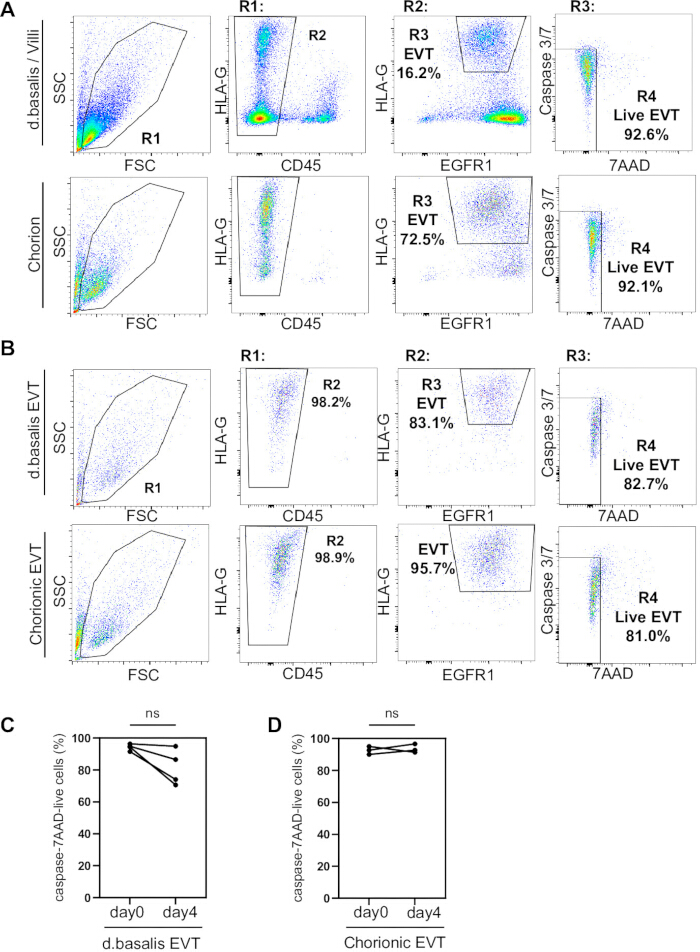 figure-results-1 Flow cytometry analysis of EVT cells; dot plots show HLA-G, EGFR1 expression, caspase-3/7 activity.