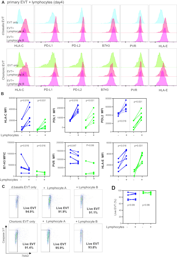 figure-results-4 Primary EVT and lymphocytes interaction; flow cytometry analysis; protein expression comparison; statistical data.