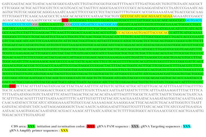 figure-results-1 CRISPR gene sequence diagram with gRNA targeting, CDS, and PAM sites highlighted for editing.