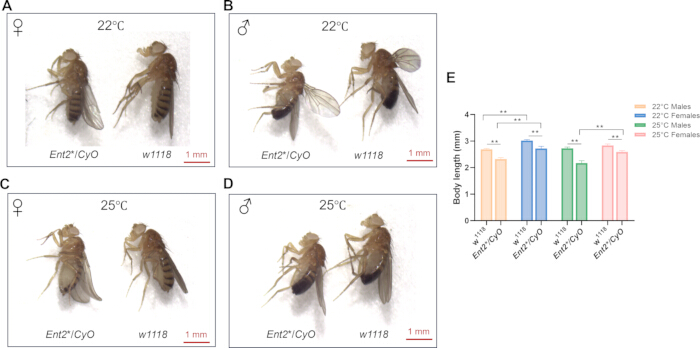 figure-results-3 Drosophila morphology comparison at 22°C and 25°C; bar chart shows body length analysis results.
