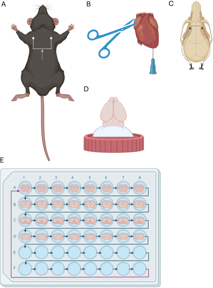 Rat dissection process diagram including brain extraction and experiment setup for analysis.