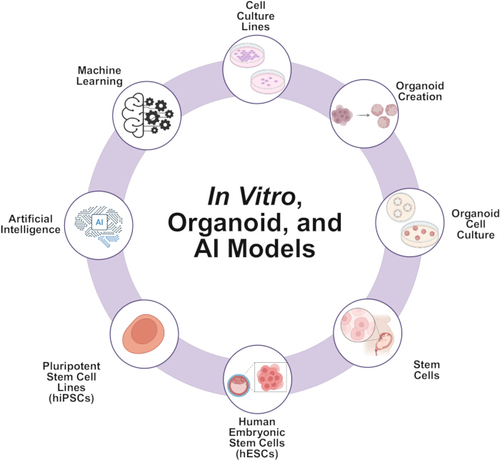 In vitro organoid and AI models diagram; stem cells, machine learning, cell culture process.