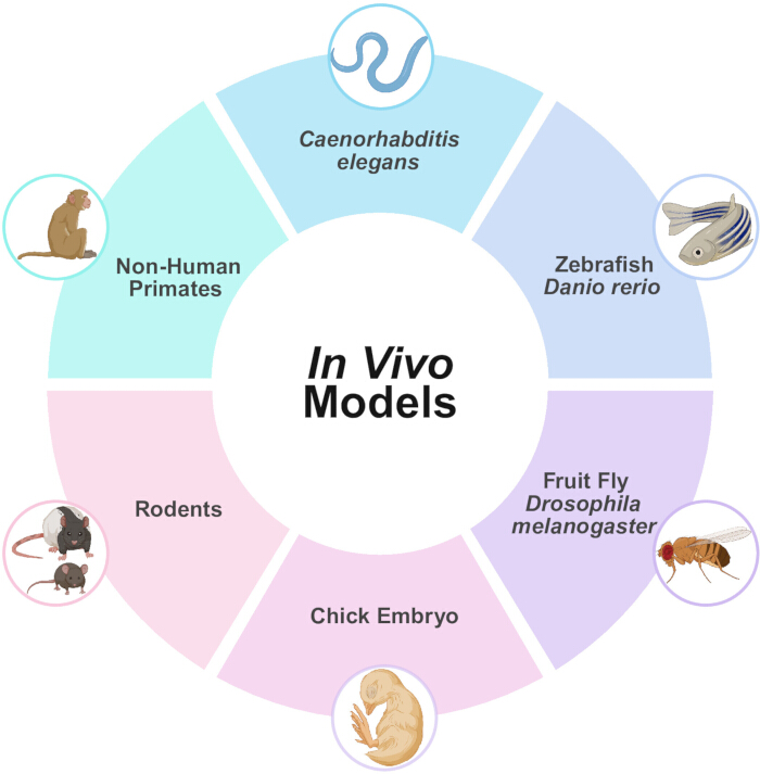 In vivo models diagram featuring zebrafish, fruit flies, rodents, primates, chick embryo, C. elegans.