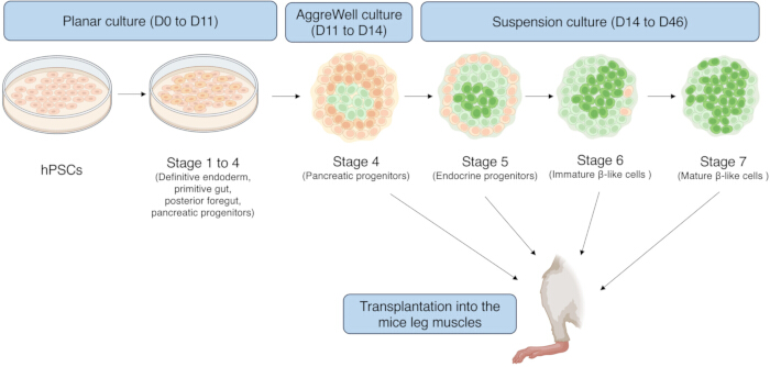 figure-results-1 hPSC differentiation process; diagram; stages from planar to suspension culture; transplantation.