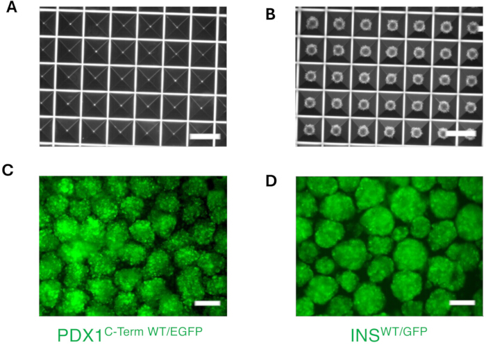 figure-results-2 Microscopy images of PDX1 and INS proteins with EGFP, comparing expression in different conditions.