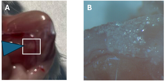figure-results-3 Microscopy analysis, tissue section highlighted; experimental study, cellular structure detail.