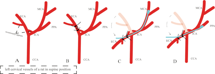 Diagram of rat cervical vessel anatomy, ICA, ECA, MCA, PPA. Anatomical variations comparison.