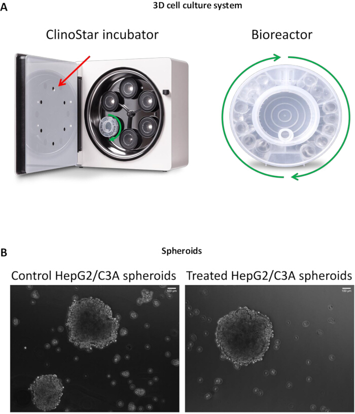 figure-results-1 3D cell culture system with ClinoStar incubator, bioreactor setup; HepG2/C3A spheroid comparison.