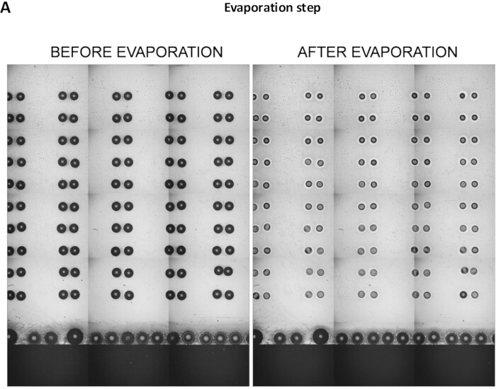 figure-results-6 Evaporation process diagram; before and after, spot intensity change analysis, experimental result.