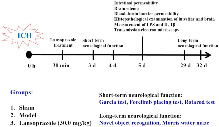 Timeline of ICH study; Lansoprazole treatment; neurological tests; diagram of experimental groups.
