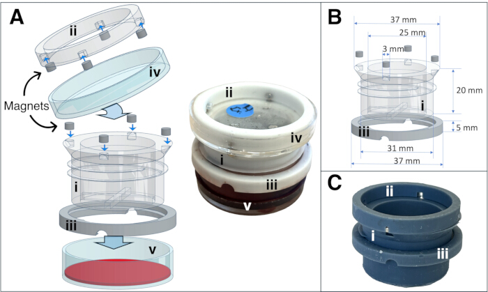 Magnetic assembly diagram; includes components, dimensions; used in laboratory experiments.